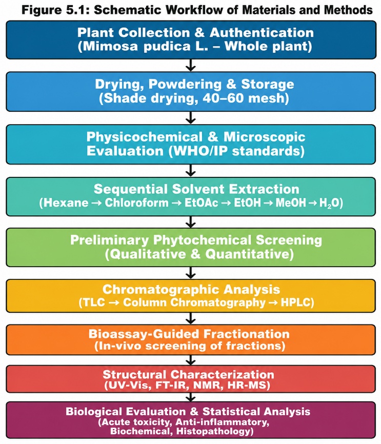Schematic representation of the overall bioassay-guided workflow applied in the present study, from authenticated plant material through sequential extraction, phytochemical screening, chromatographic isolation and structural characterization to in vivo biological evaluation and statistical analysis.