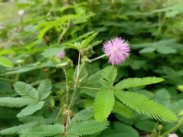 Mimosa pudica L. (Fabaceae, Mimosoideae) in its natural habitat, showing the bipinnately compound leaves and the characteristic globose pink-mauve capitate inflorescence used as diagnostic macroscopic characters during botanical authentication.