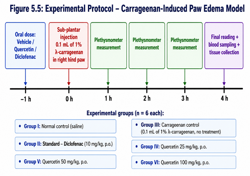 Schematic experimental protocol of the carrageenan-induced paw oedema model used to evaluate acute anti-inflammatory activity, showing dosing, phlogogen administration, plethysmometric time points and terminal sampling.