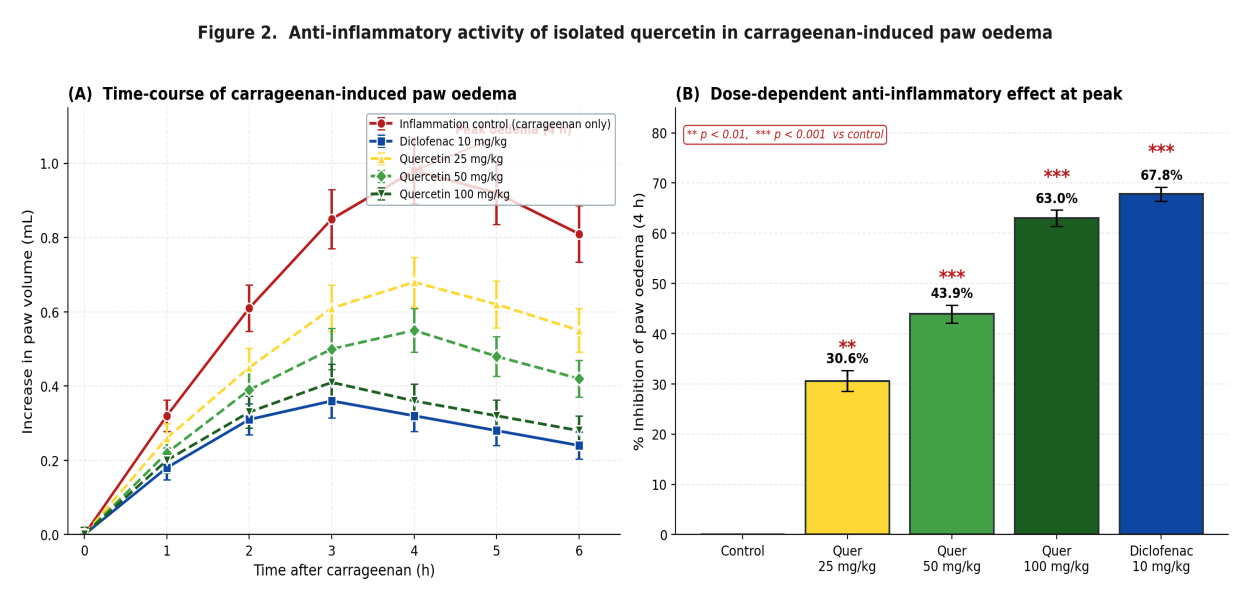 (A) Time-course of carrageenan-induced paw oedema in the five experimental groups; quercetin produced a dose-dependent attenuation of swelling, with the 100 mg/kg group tracking the diclofenac reference closely throughout the response. (B) Percentage inhibition of paw oedema at the four-hour peak; quercetin 100 mg/kg (63.0 %) was statistically equivalent to diclofenac 10 mg/kg (67.8 %). ** p < 0.01, *** p < 0.001 versus inflammation control.