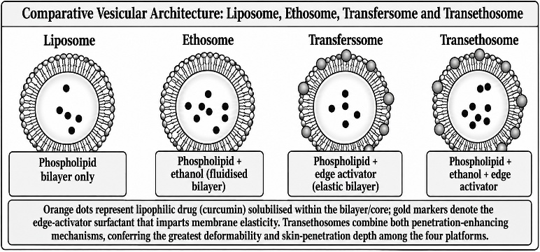 Comparative schematic architecture of liposomes, ethosomes, transfersomes and transethosomes.