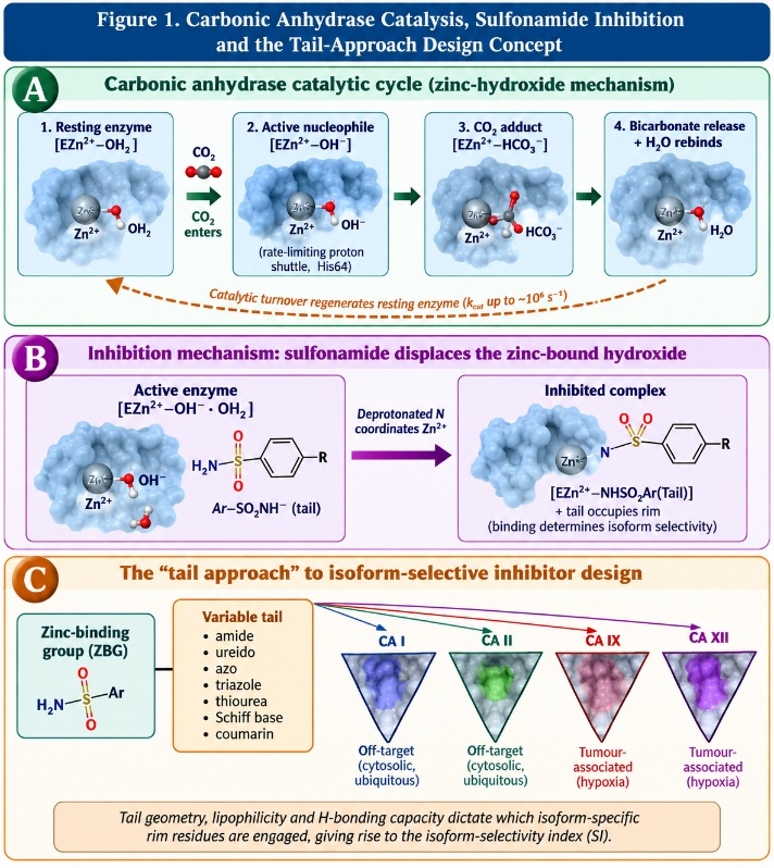 Carbonic anhydrase catalysis (A), sulfonamide inhibition (B) and the tail-approach design concept with isoform-selective rim contacts (C).