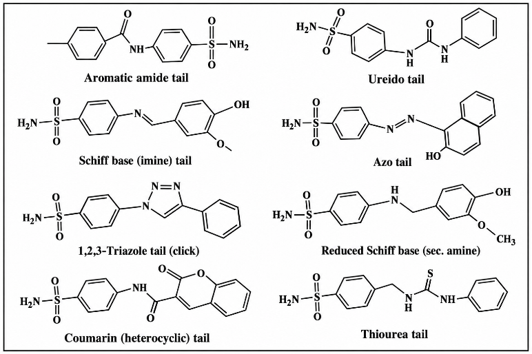 Representative tail chemotypes on the benzenesulfonamide zinc-binding scaffold reviewed in this work (generic exemplars).