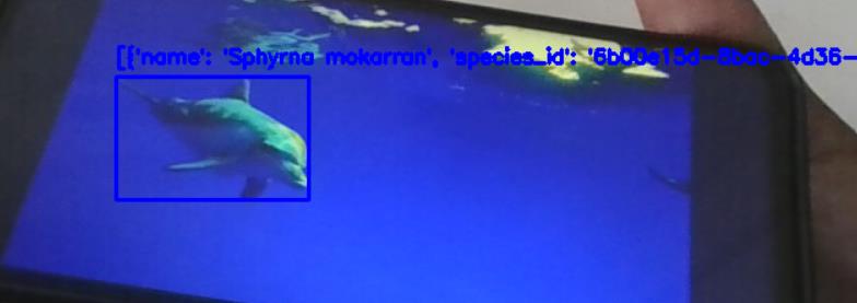 Single-fish detection output from the implemented system.