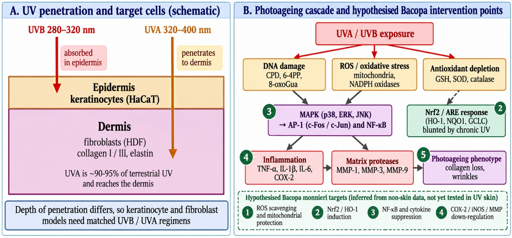 (A) UVB and UVA penetration and the corresponding target cells. (B) Photoageing cascade (DNA damage, ROS, MAPK/AP-1/NF-κB, inflammatory mediators and MMPs) with four hypothesised intervention points for Bacopa monnieri. The Bacopa points are inferred from non-skin studies and have not been demonstrated in UV-exposed skin; schematic, not to scale [8,9,13,15].
