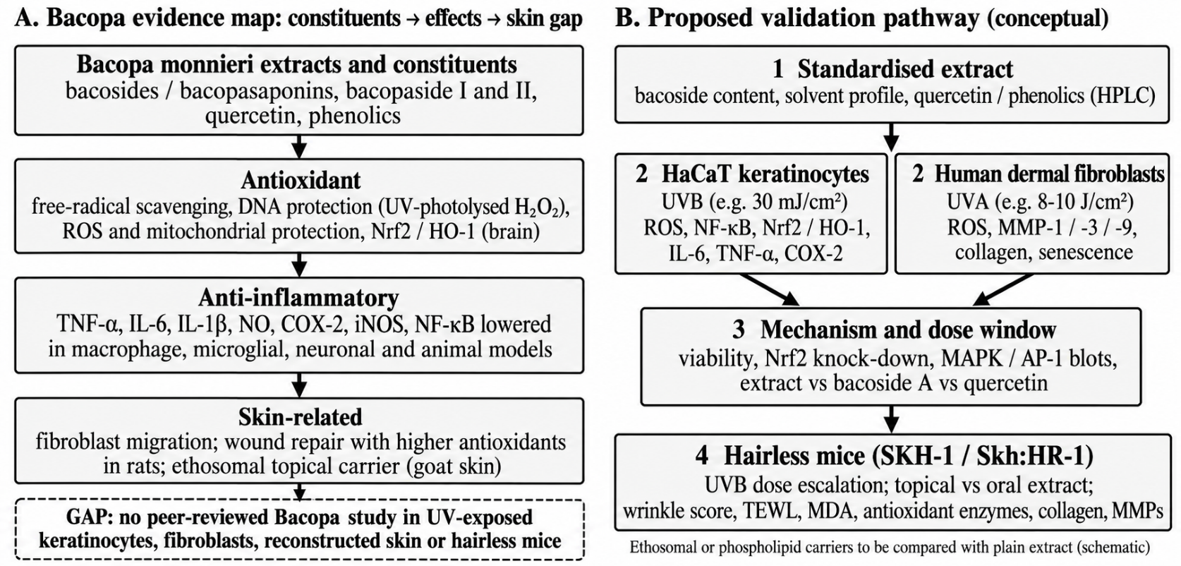 (A) Map of the antioxidant, anti-inflammatory and skin-related evidence available for Bacopa monnieri and the evidence gap in UV-exposed skin. (B) Proposed stepwise validation pathway from standardised extract to cell and hairless-mouse models; conceptual schematic [29,33,35,43].