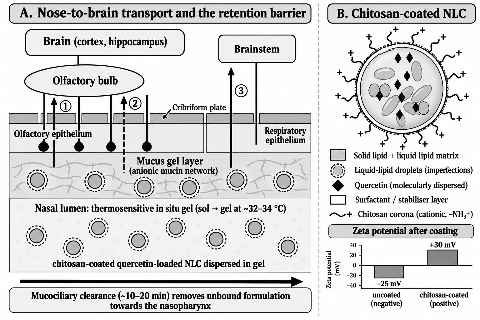 (A) Pathways from the nasal cavity to the brain: ① intraneuronal olfactory, ② extracellular perineural olfactory and ③ trigeminal, against the barrier of the mucus layer and mucociliary clearance [8–10]. (B) Architecture of a chitosan-coated, quercetin-loaded NLC and the expected shift in zeta potential after coating [16]. Schematic prepared by the authors.