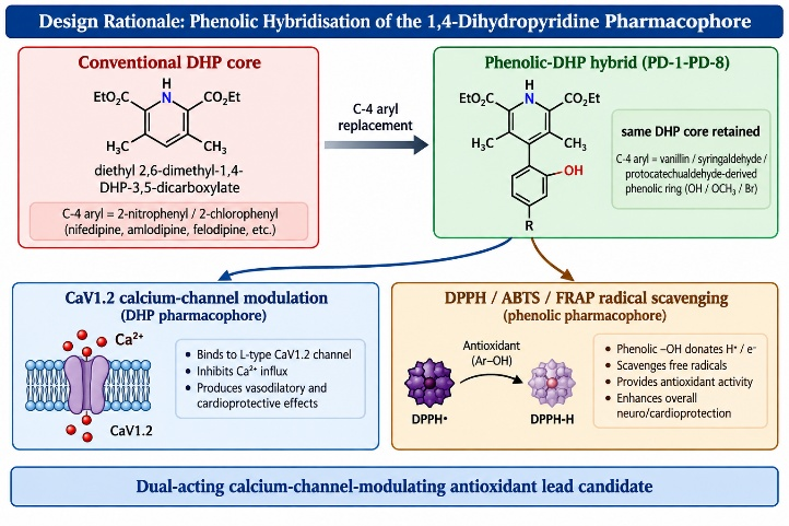 Design rationale for phenolic hybridisation of the 1,4-dihydropyridine pharmacophore: C-4 aryl replacement of the conventional nitrophenyl/chlorophenyl group with a phenolic aryl group is intended to retain CaV1.2-directed calcium-channel activity while introducing DPPH/ABTS/FRAP-active radical-scavenging capacity (constructed by the authors, synthesising the design logic of refs. [2, 16, 30]).